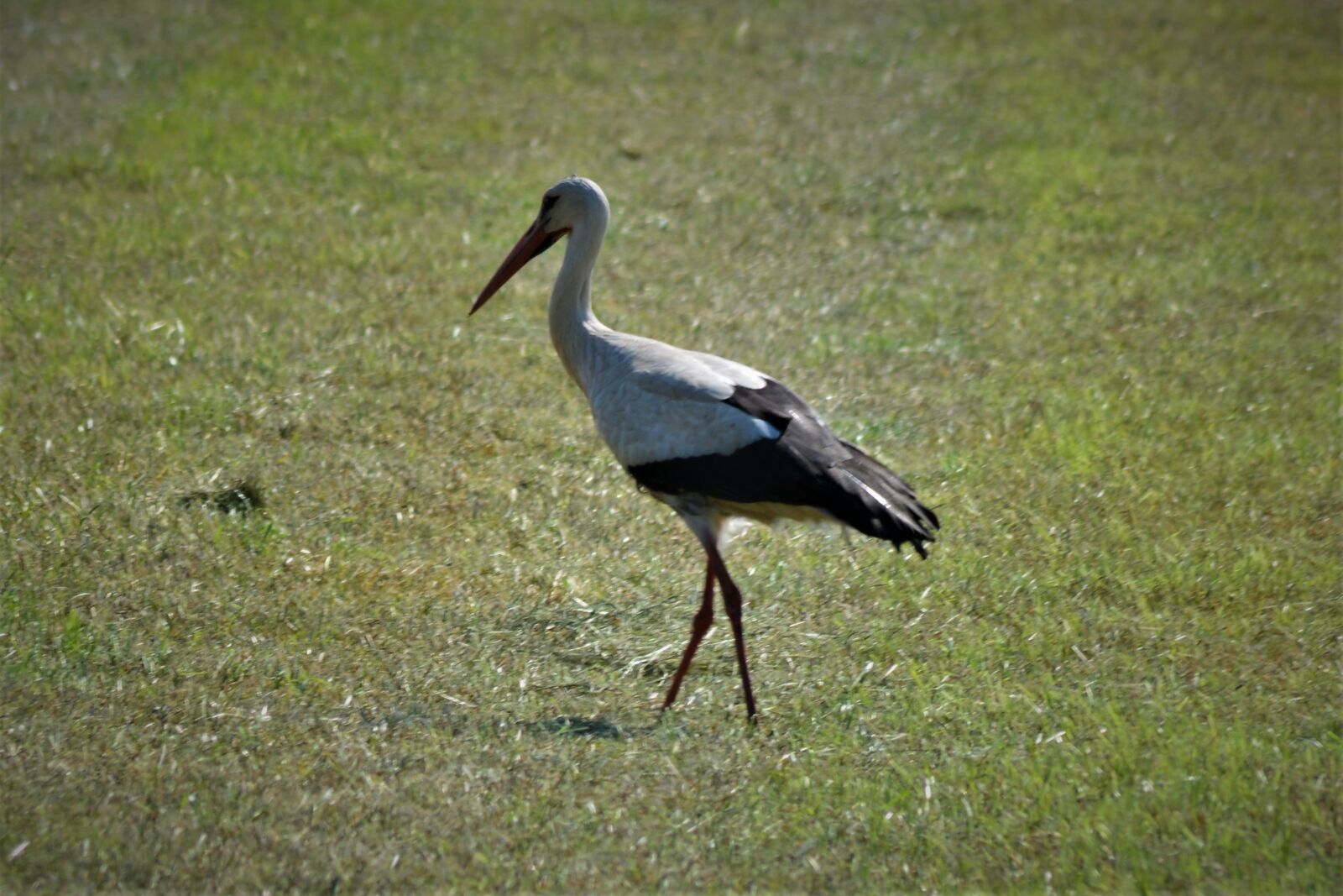 Nikon D5200 sample photo. Stork, field, rattle stork photography