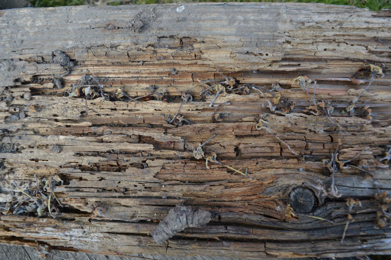 Nikon D3200 sample photo. Wood, old, structure photography