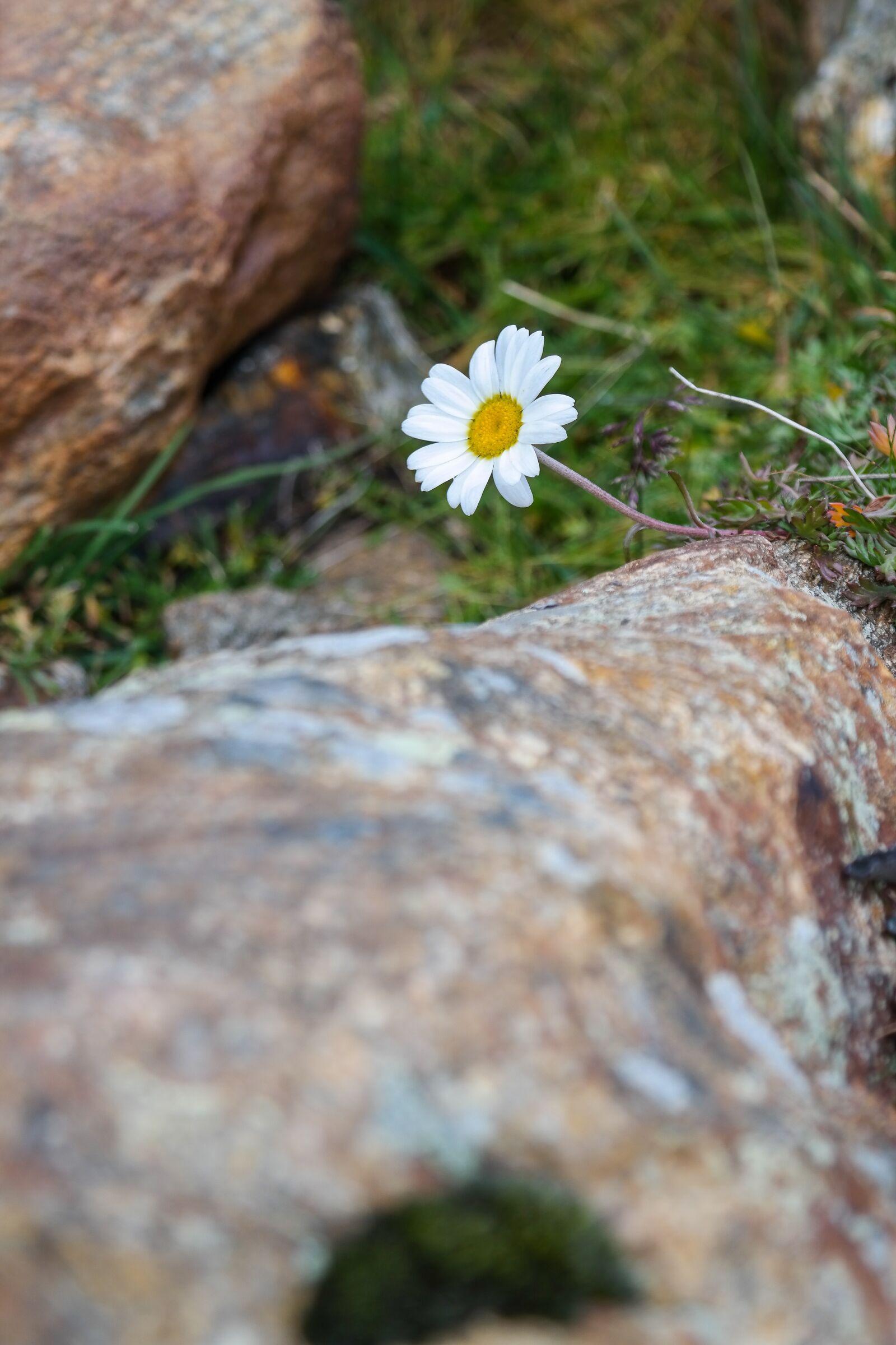 Samsung NX300 sample photo. Marguerite, stone, nature photography