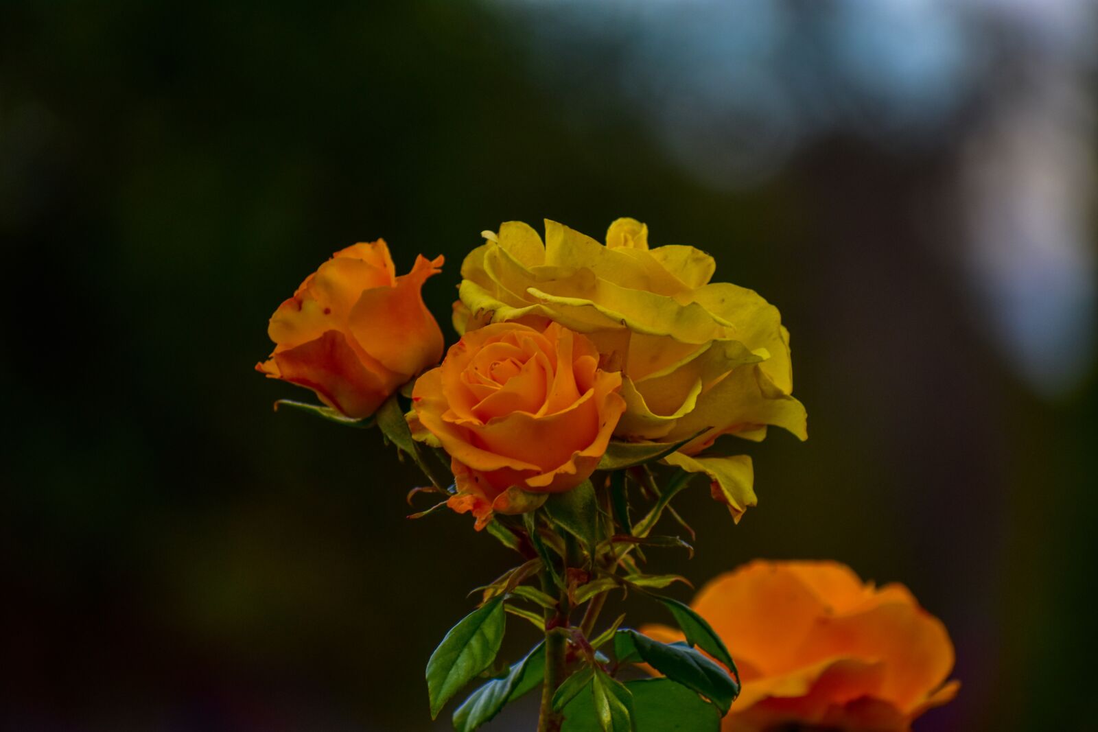 Nikon D3400 sample photo. Rosa, bella, flower photography