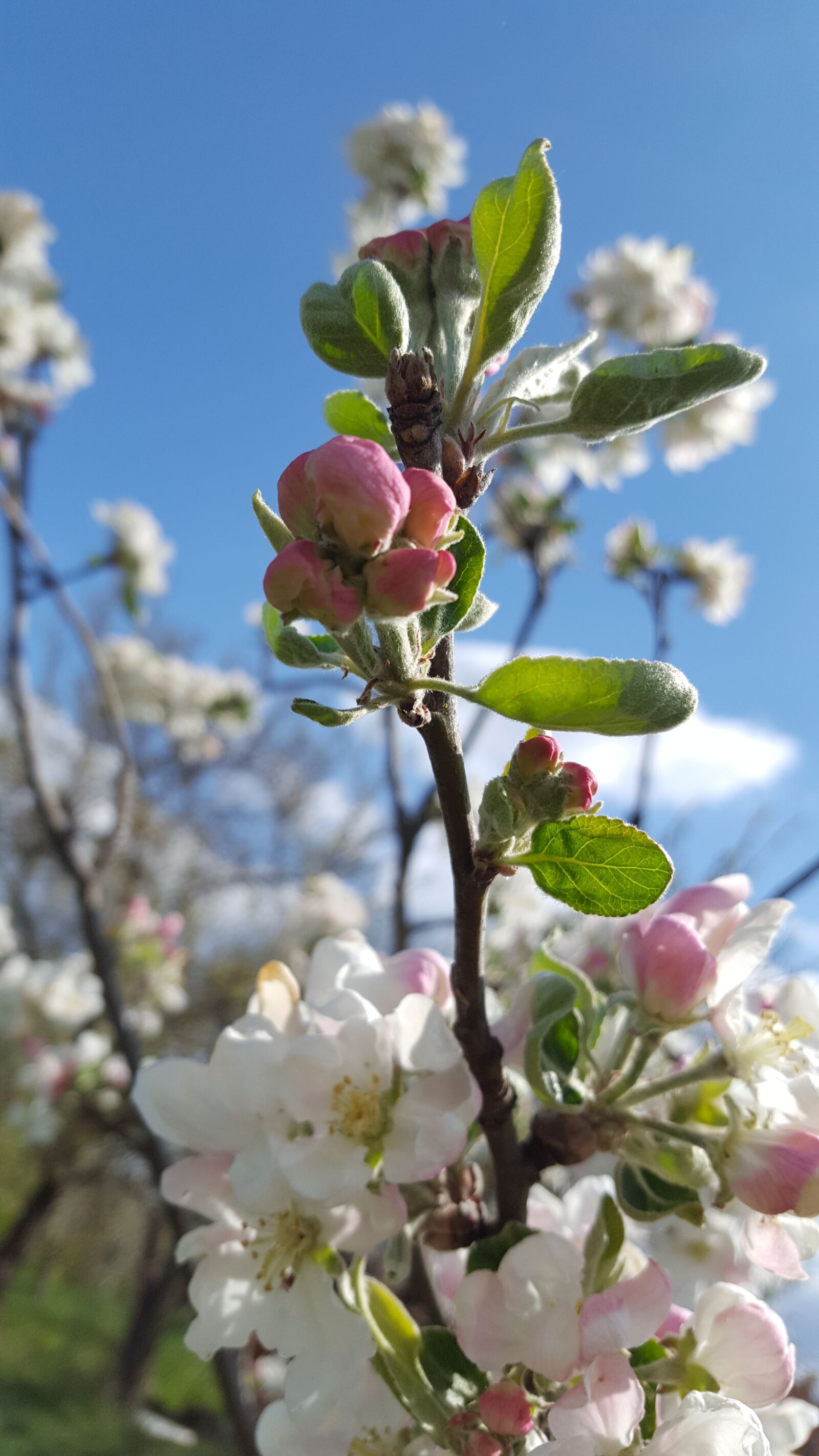 Samsung GALAXY S6 edge sample photo. The sky, flowers, spring photography