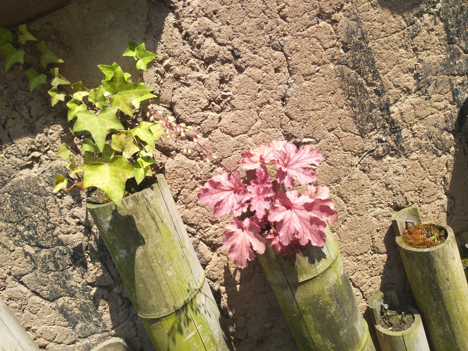 vivo X9I sample photo. Bamboo, in, flower photography