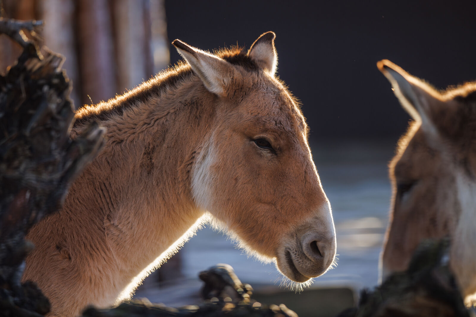Canon EOS R5 sample photo. Zoo sunrise photography