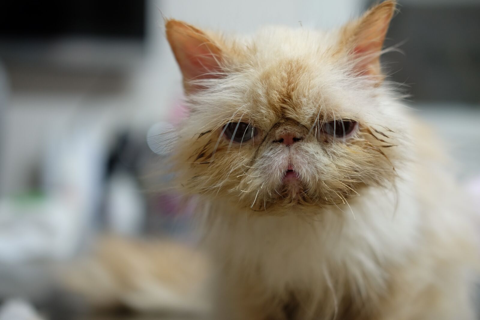 Fujifilm X-T1 + Fujifilm XF 35mm F2 R WR sample photo. Cat, veterinary, pet photography