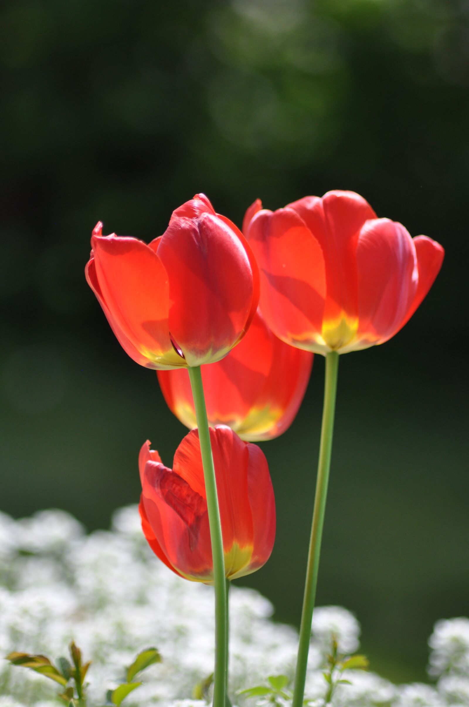 Nikon D90 sample photo. Poppy, flower, red photography