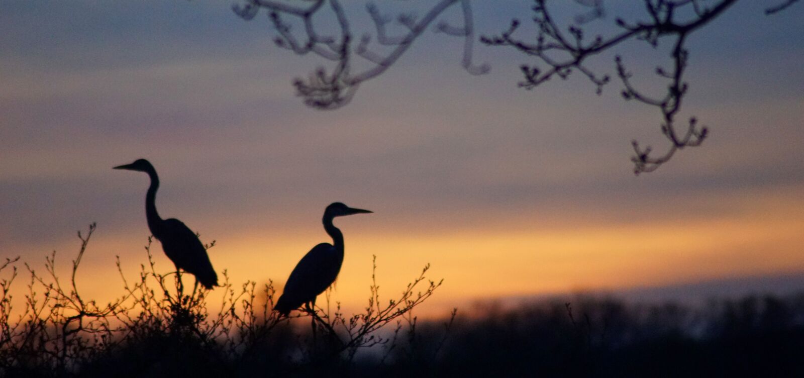 Sony ILCA-77M2 sample photo. Heron, pair, two photography