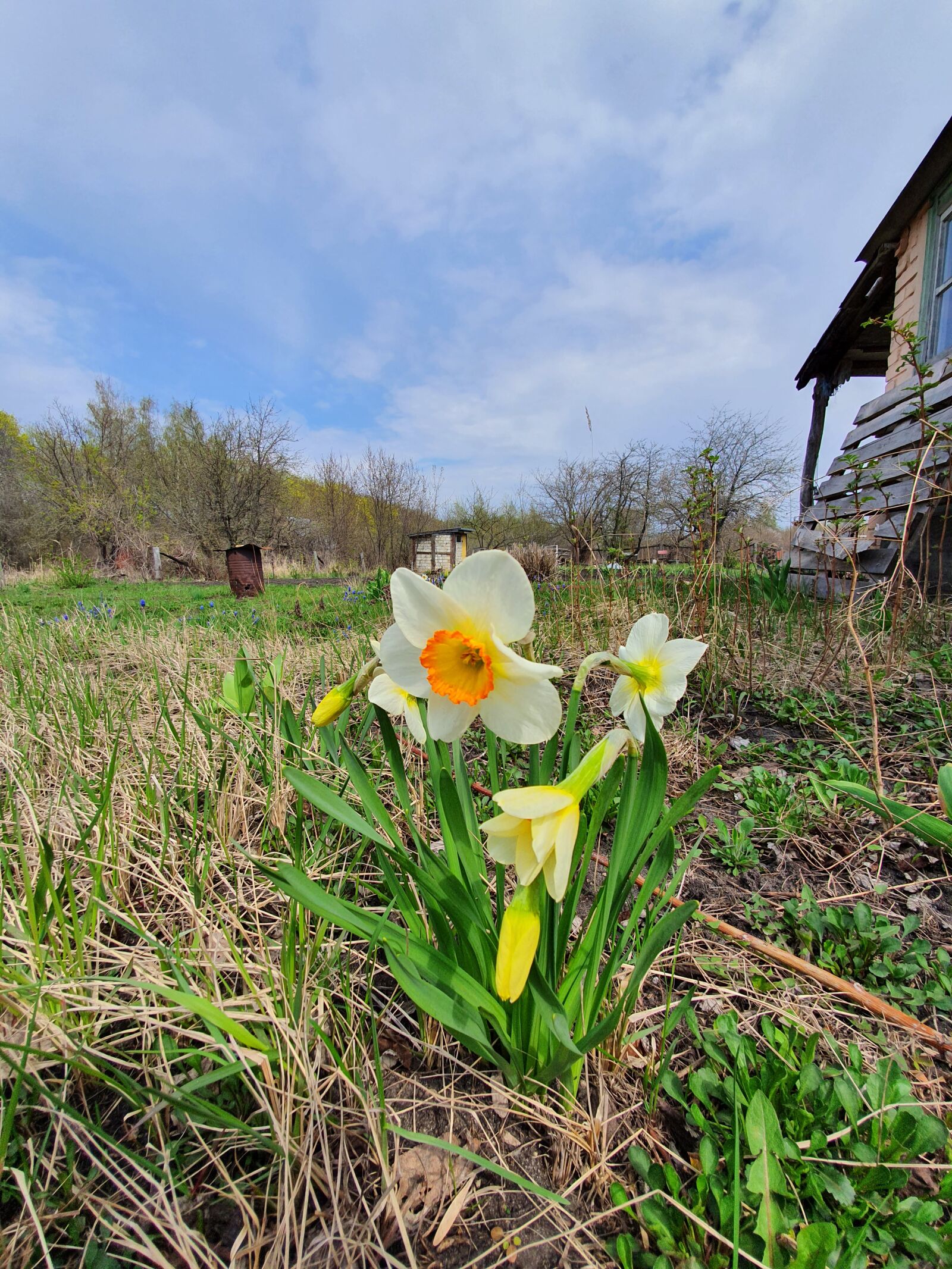 Samsung Galaxy S10 sample photo. Narcissus, color, flower photography