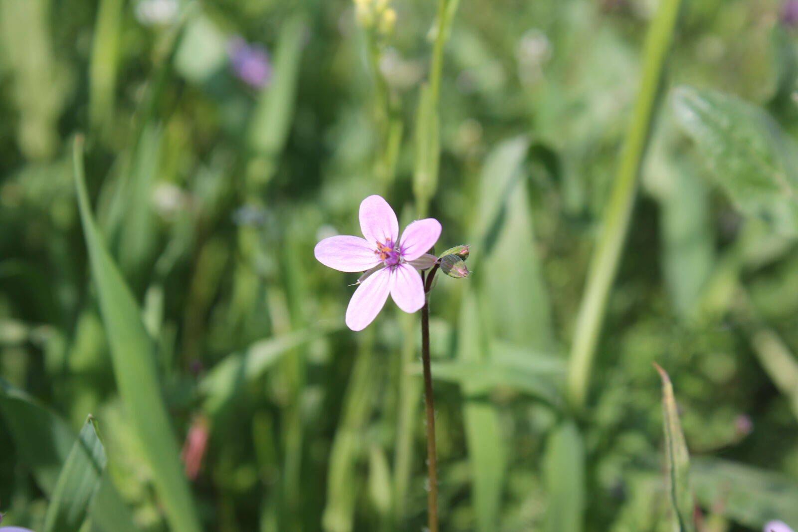 Canon EOS 1100D (EOS Rebel T3 / EOS Kiss X50) sample photo. Flower, nature photography