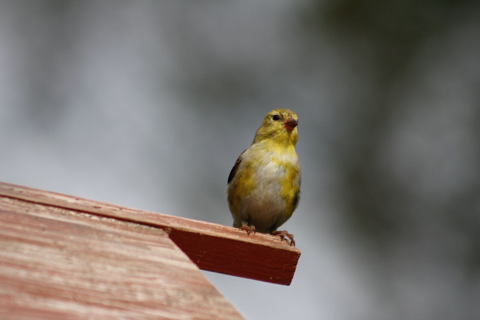 Canon EOS 550D (EOS Rebel T2i / EOS Kiss X4) sample photo. Nature, outdoors, bird photography