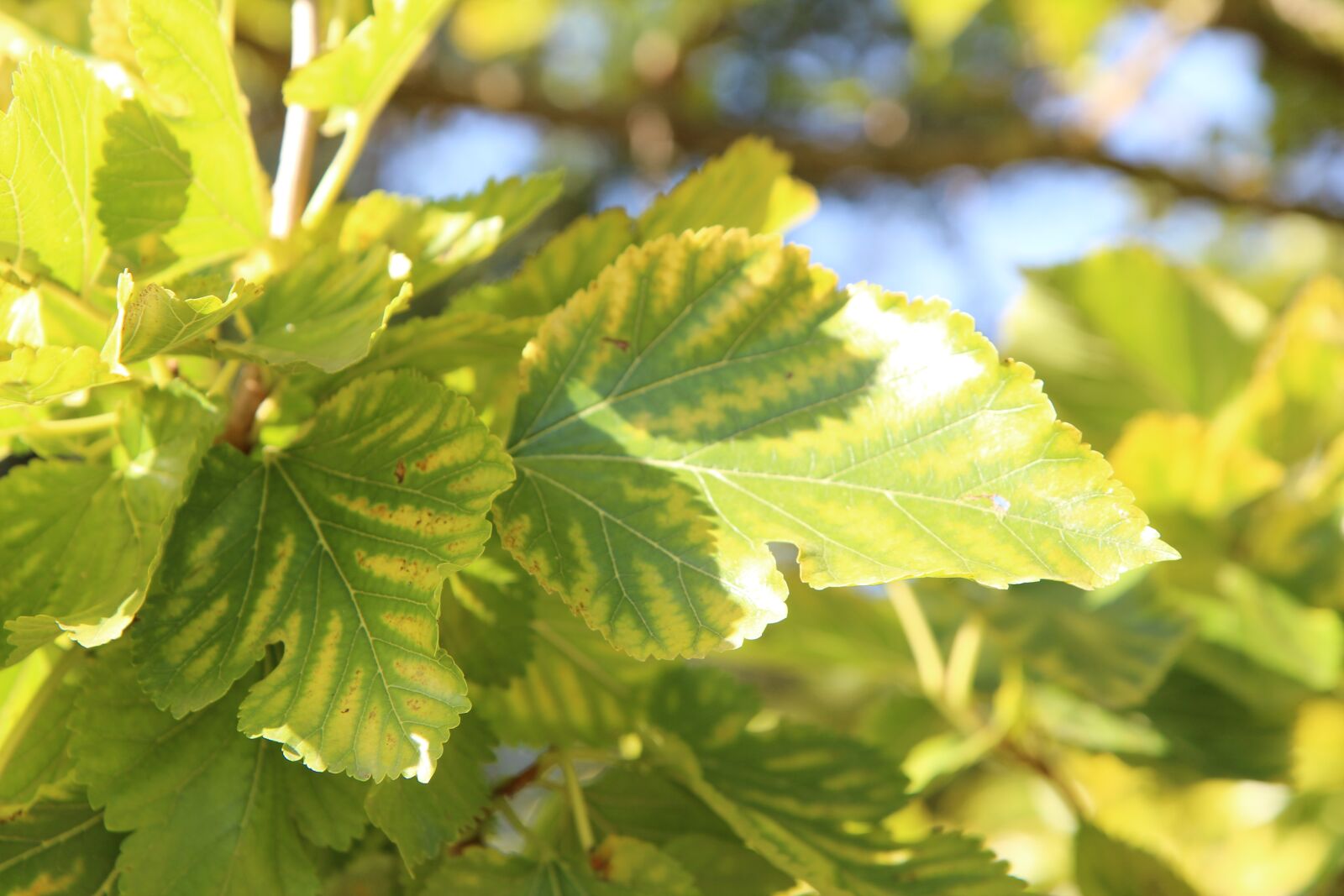 Canon EOS 600D (Rebel EOS T3i / EOS Kiss X5) sample photo. Vine, vine leaf, viticulture photography