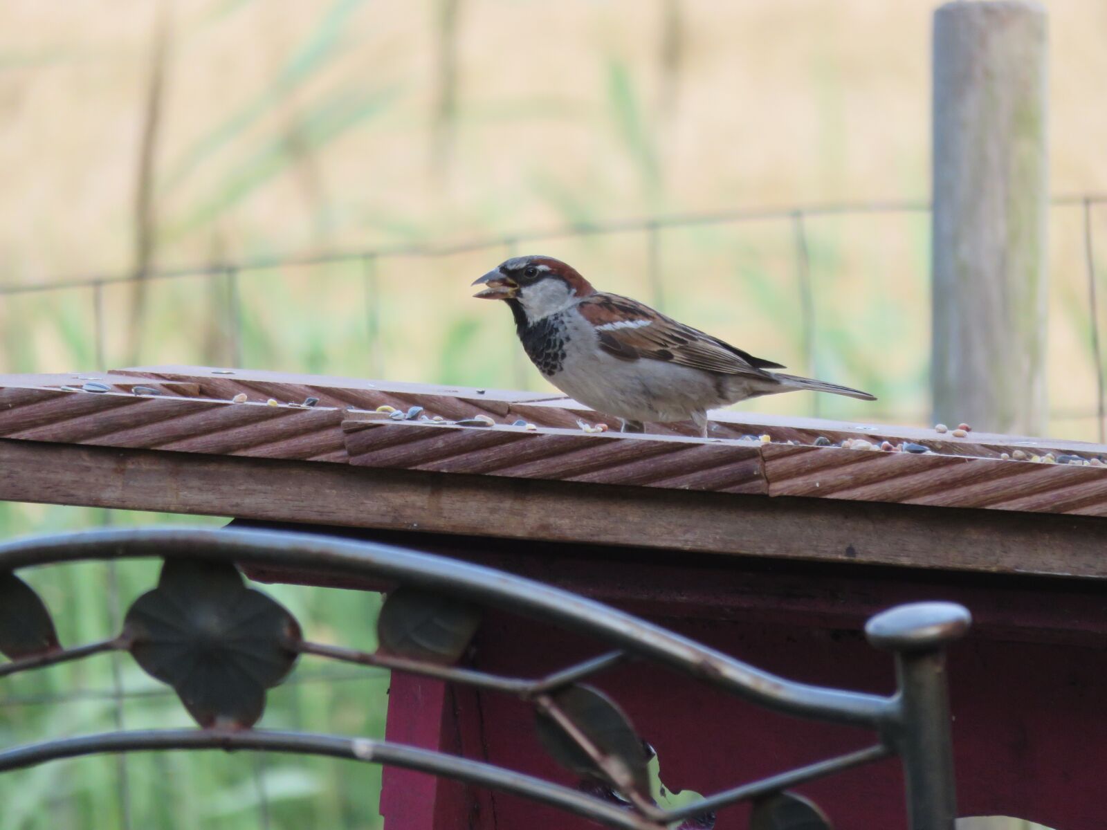 Canon PowerShot SX700 HS sample photo. Mus, bird, nature photography
