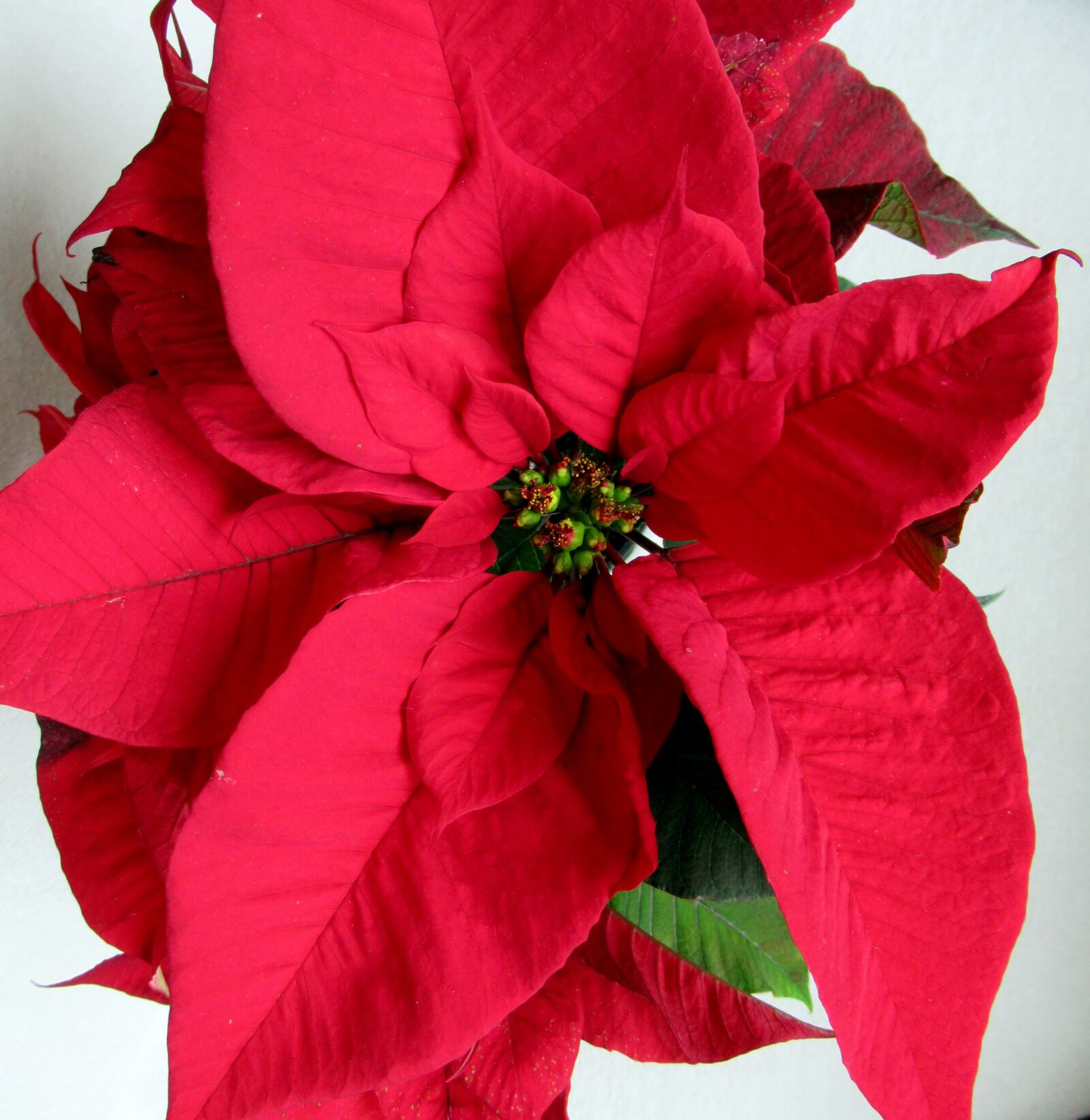 Canon PowerShot SX620 HS sample photo. Poinsettia, red, flower photography