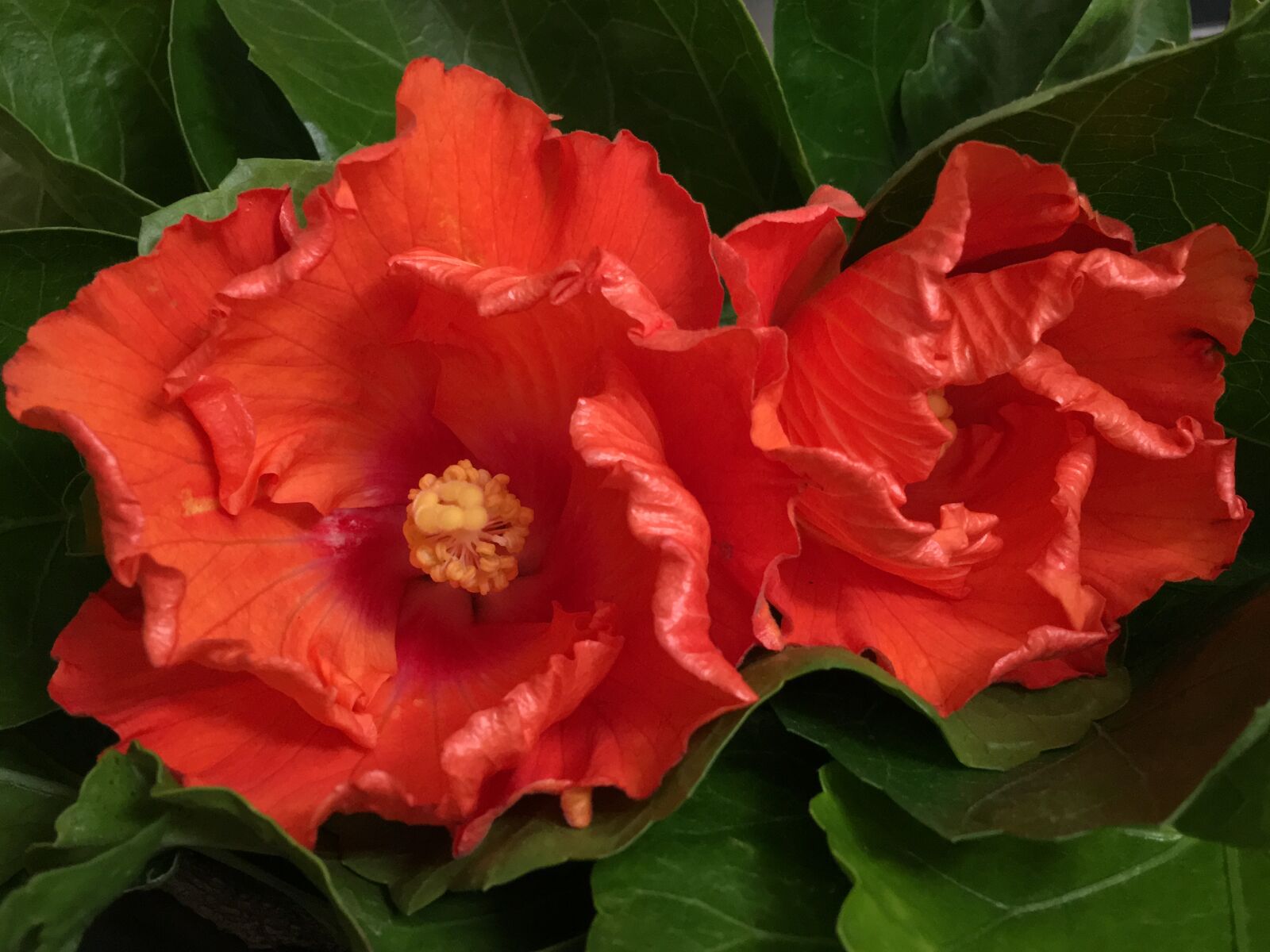 Apple iPhone 6s Plus sample photo. Hibiscus orange, petals orange photography