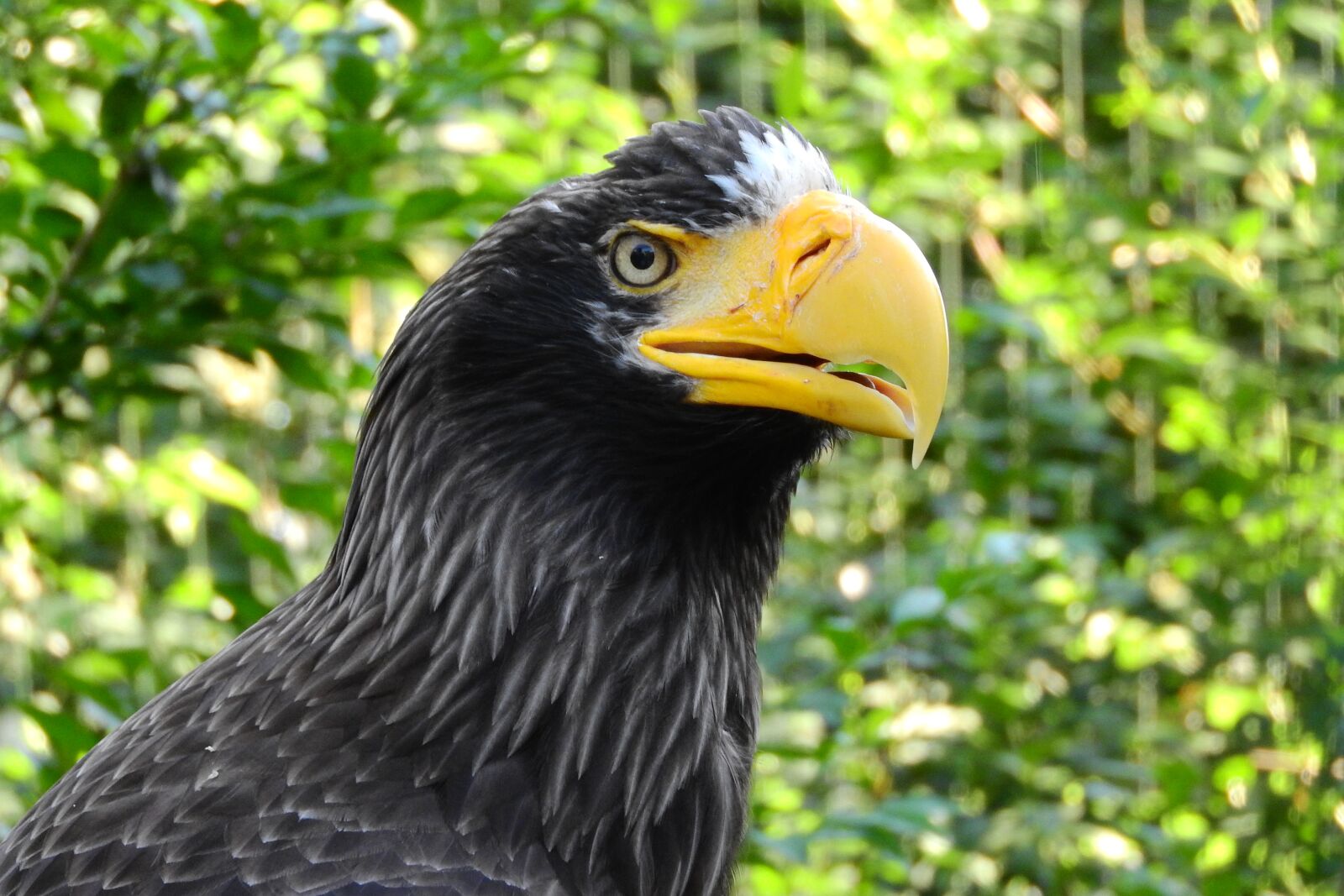Nikon Coolpix P610 sample photo. Eagle eastern, haliaeetus pelagicus photography
