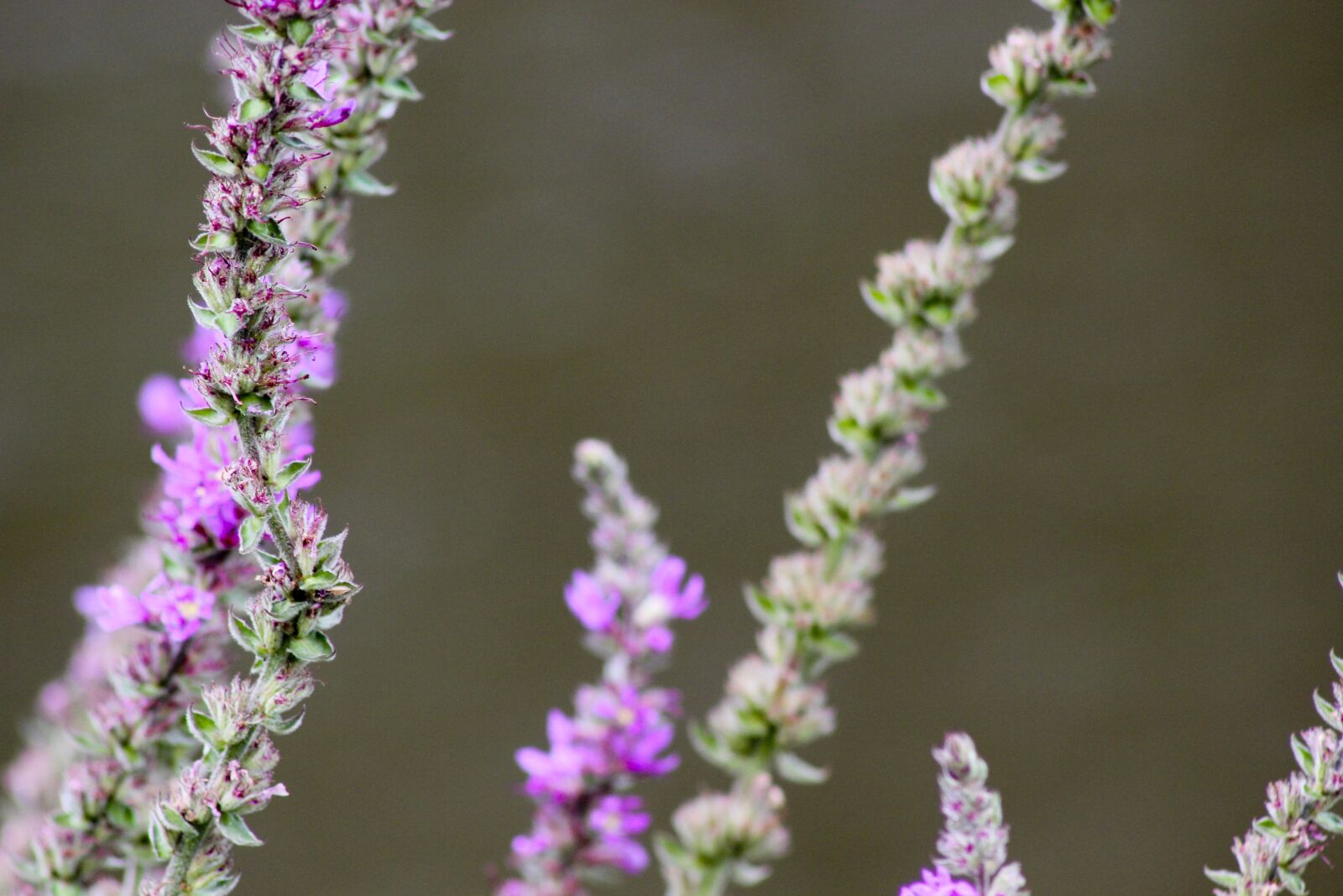 Canon EF75-300mm f/4-5.6 sample photo. Flower, summer, country photography