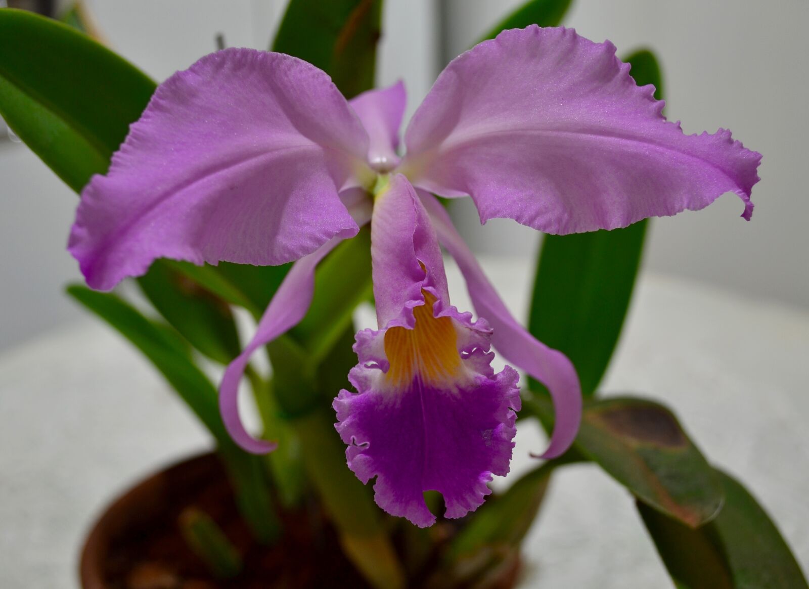 Nikon D3100 sample photo. Orchid, flower, garden photography