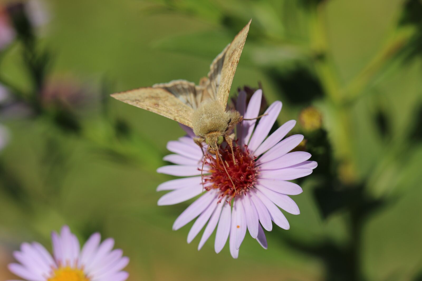 Canon EF 100mm F2.8L Macro IS USM sample photo. Butterfly, flower, grass photography