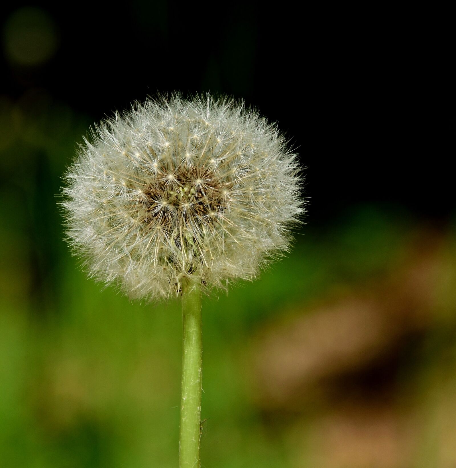 Nikon D3300 sample photo. Dandelion, seeds, close up photography