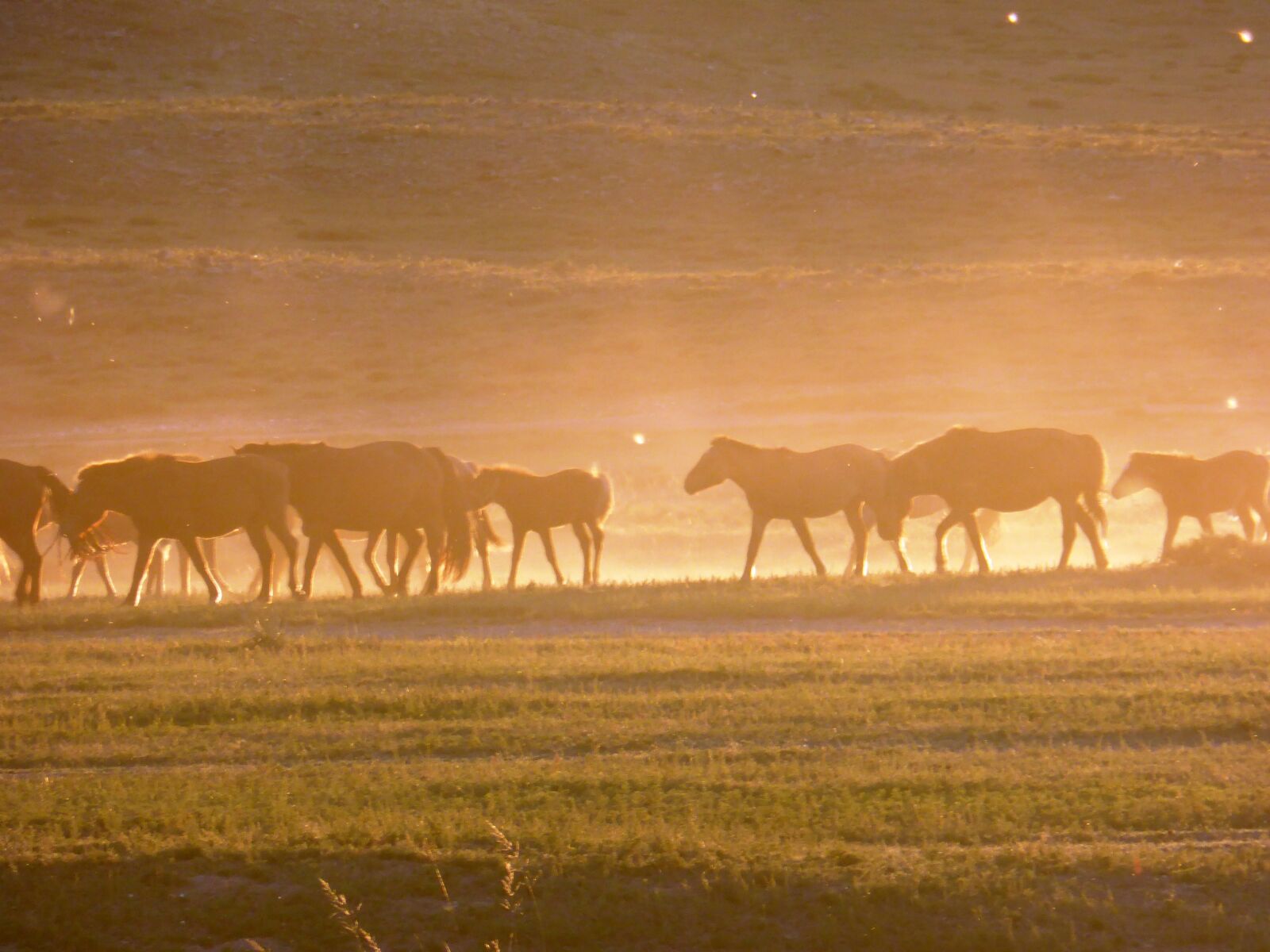Panasonic DMC-TZ41 sample photo. Horses, steppe, sunset photography