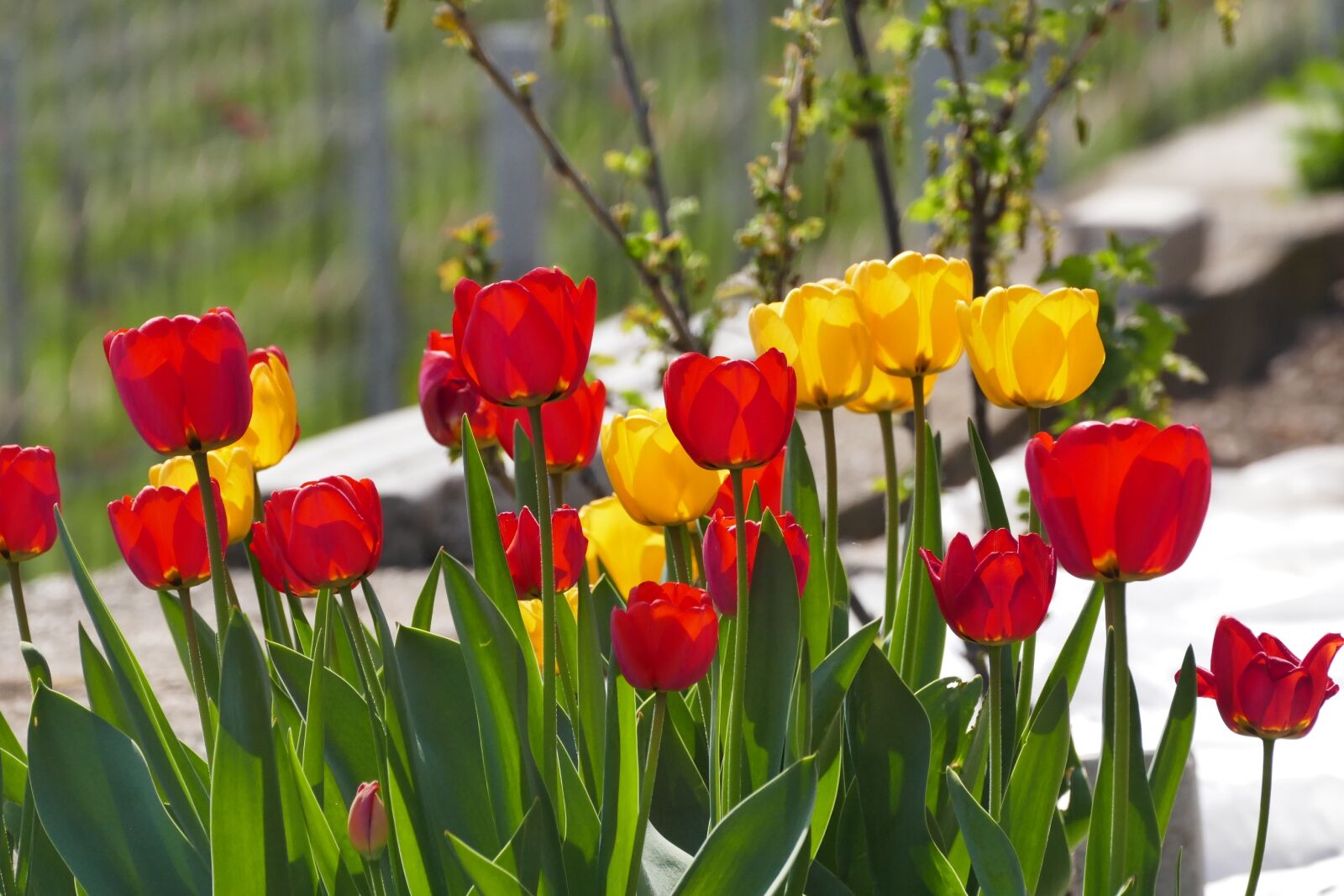Panasonic Lumix DMC-FZ1000 sample photo. Tulips, spring, nature photography