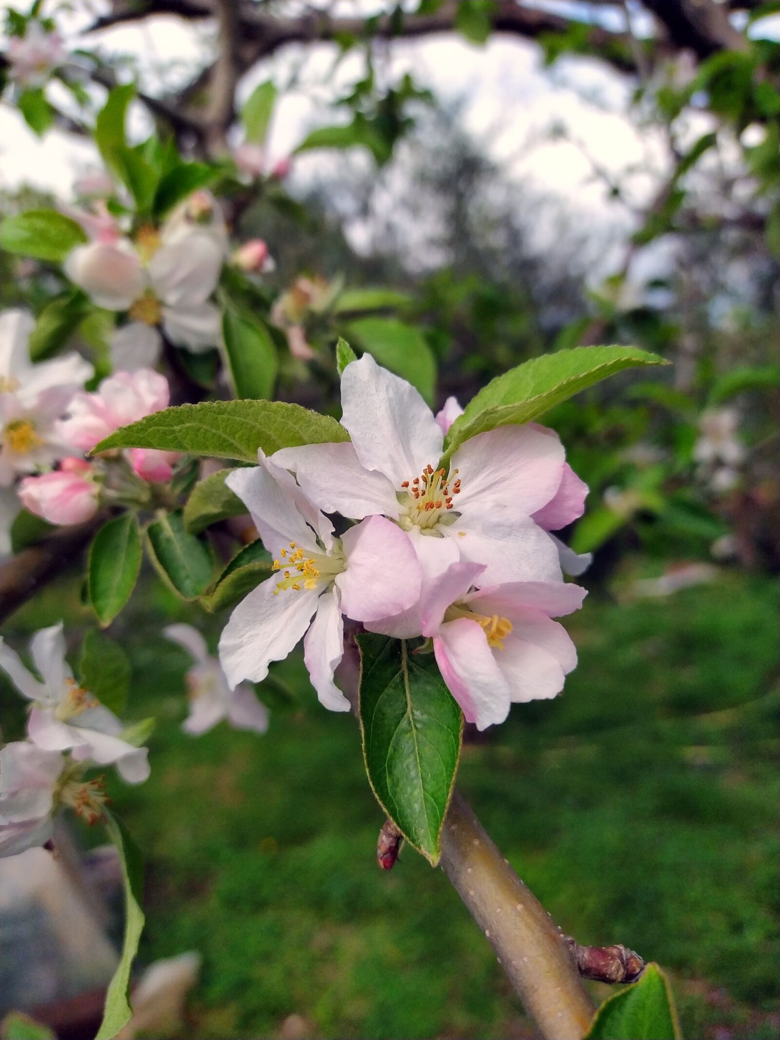 Xiaomi Redmi Note 8T sample photo. Flower, apple, branch photography