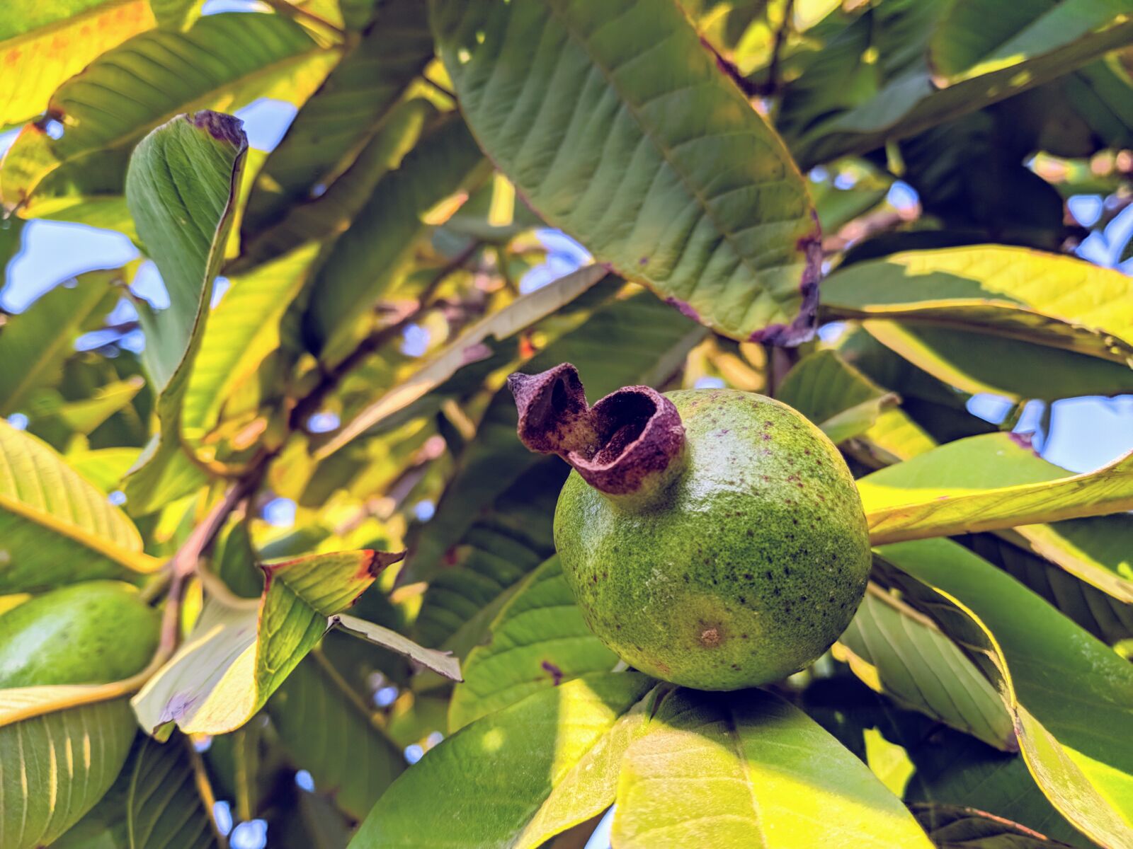 ASUS ZenFone Max Pro M1 (ZB602KL) (WW) / Max Pro M1 (ZB601KL) (IN) sample photo. Guava, nature, garden photography