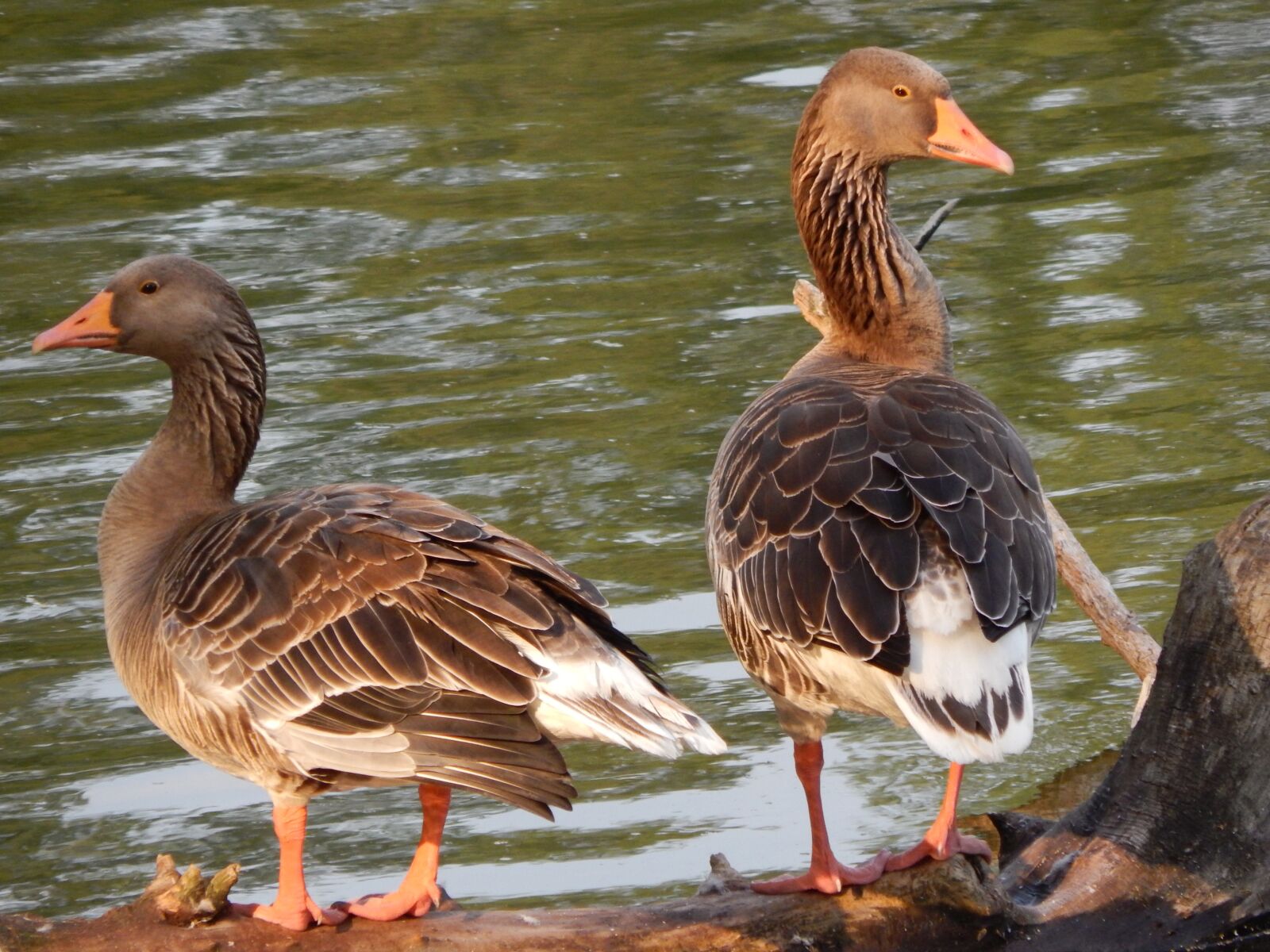 Nikon Coolpix L820 sample photo. Ducks, geese, wild birds photography