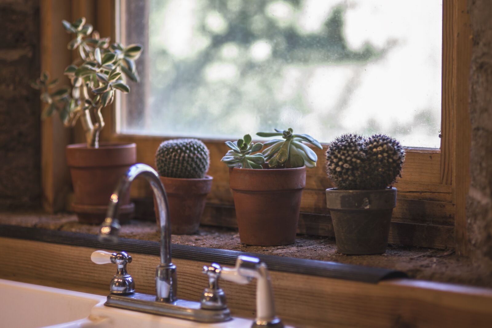 Nikon D750 sample photo. Cactus, kitchen, design photography