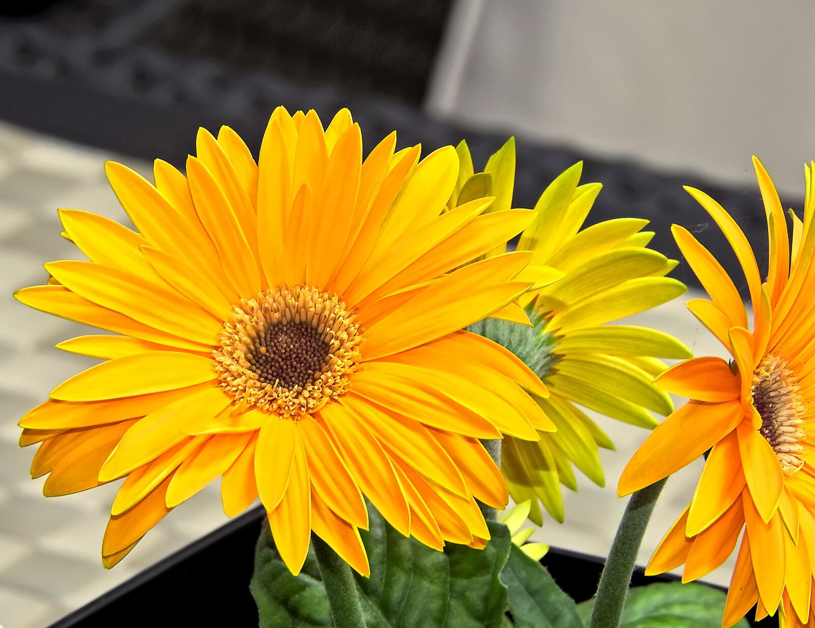 Nikon Coolpix P900 sample photo. Yellow, flower, sunflower photography