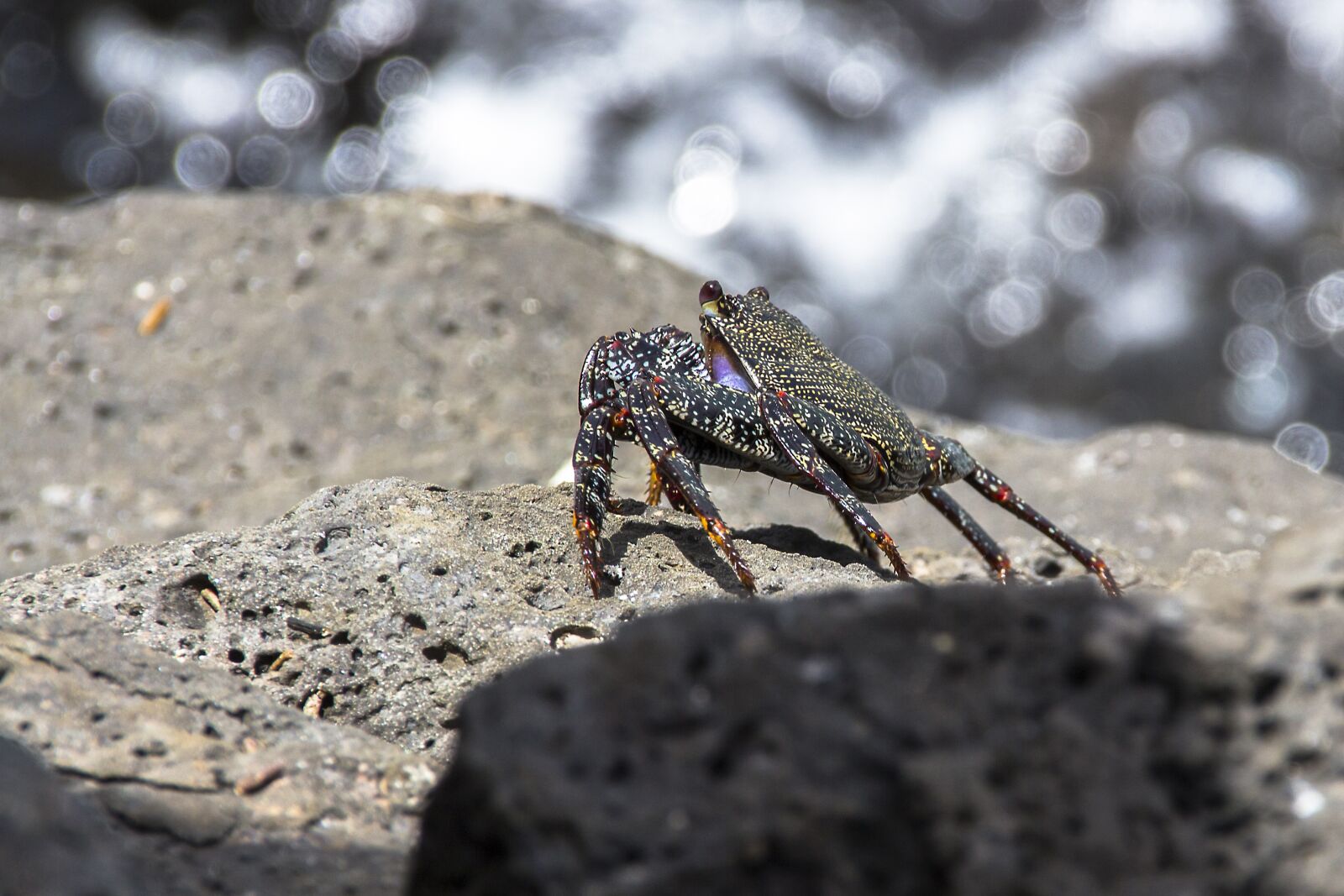 Canon EOS 700D (EOS Rebel T5i / EOS Kiss X7i) sample photo. Red cliff crab, crab photography