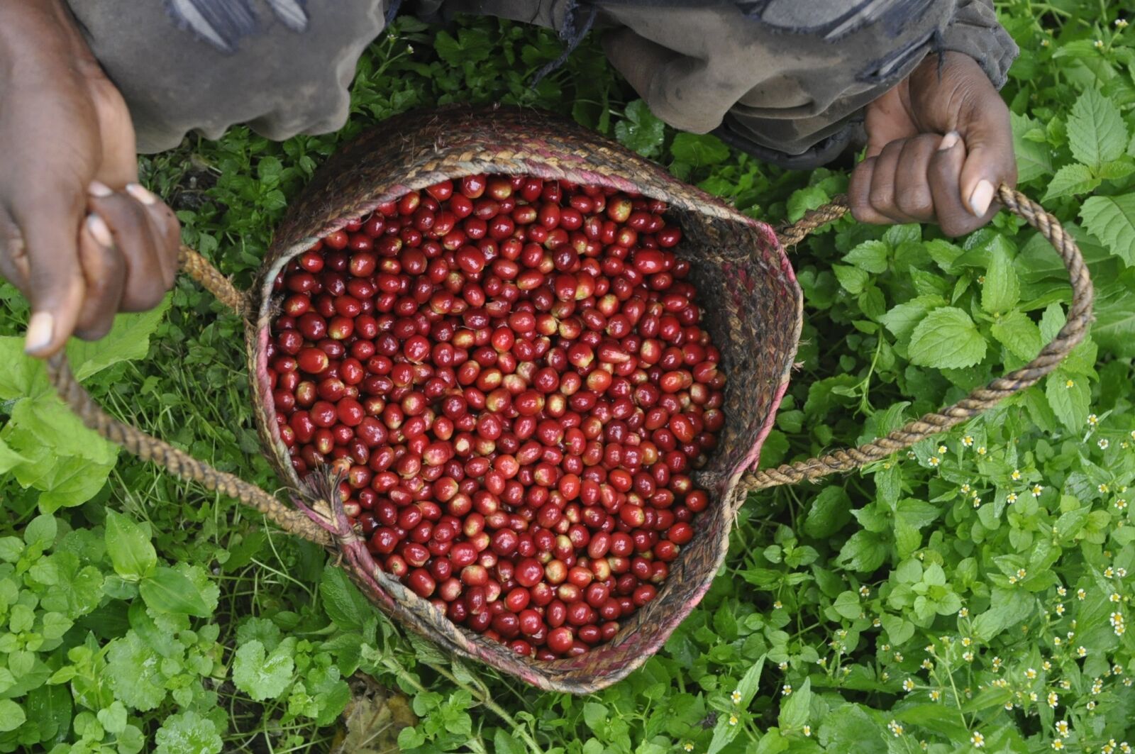 Nikon D90 sample photo. Ethio, coffee, farm photography