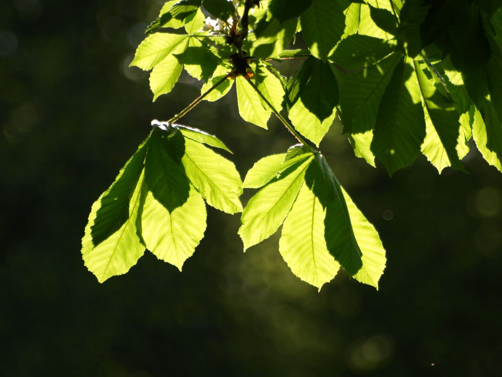 Olympus E-510 (EVOLT E-510) sample photo. Chestnut leaves, leaves, chestnut photography