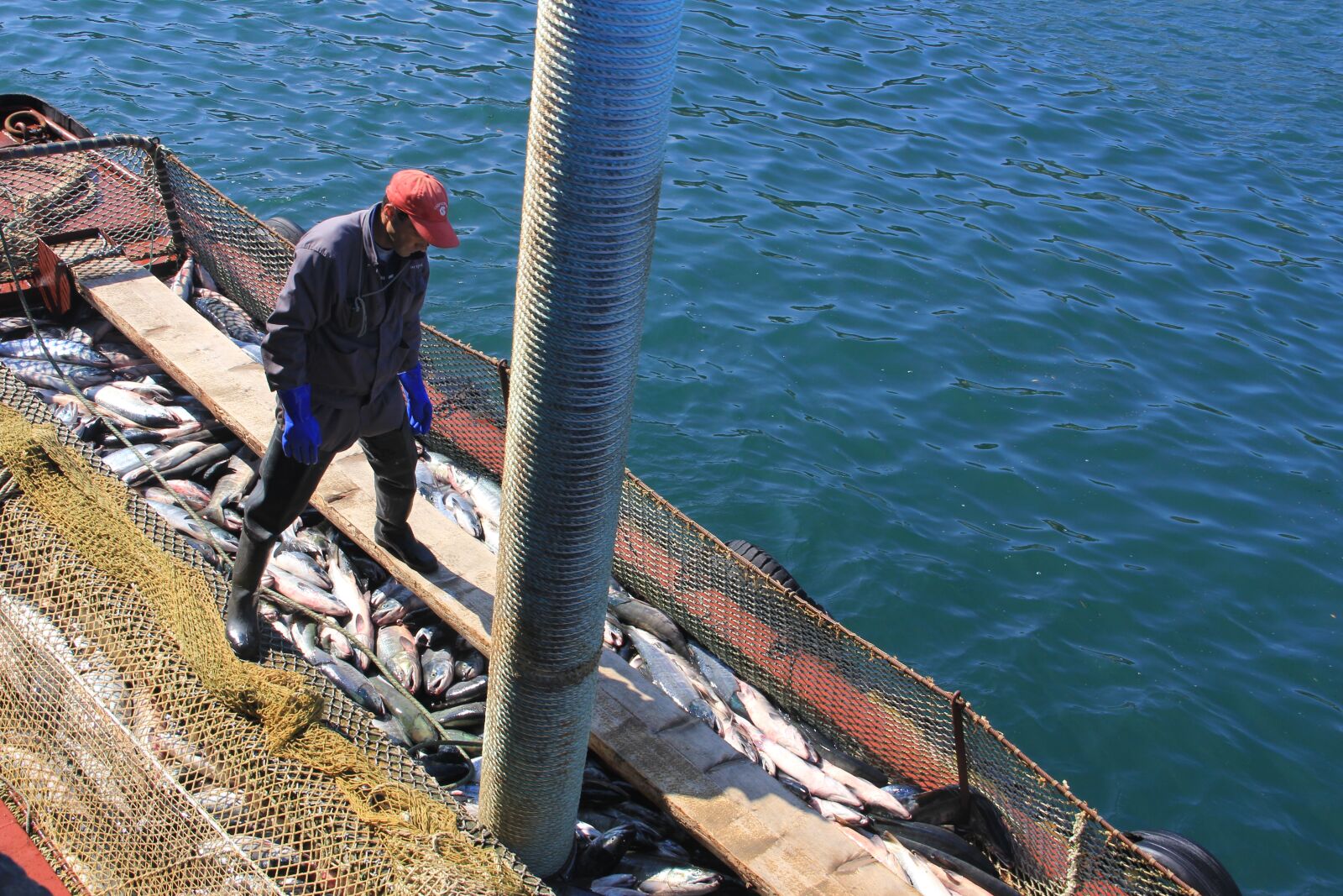 Canon EF-S 18-135mm F3.5-5.6 IS sample photo. Fish, fishing, kurile islands photography