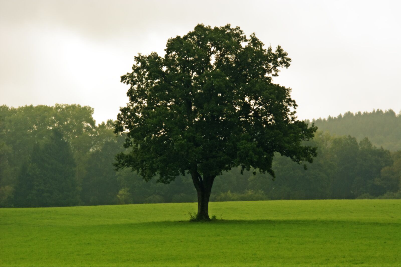 55.0-200.0mm f/4.0-f/5.6 sample photo. Tree, individually, nature photography