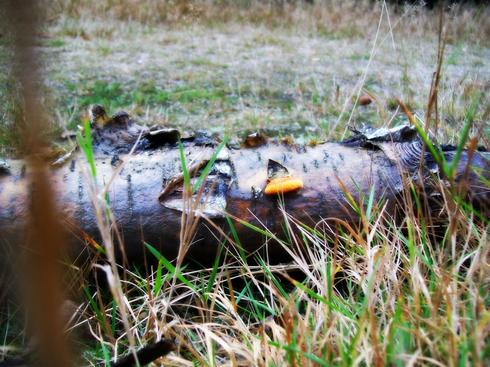 Kodak EASYSHARE C1013 DIGITAL CAMERA sample photo. Log, mushroom, forest photography