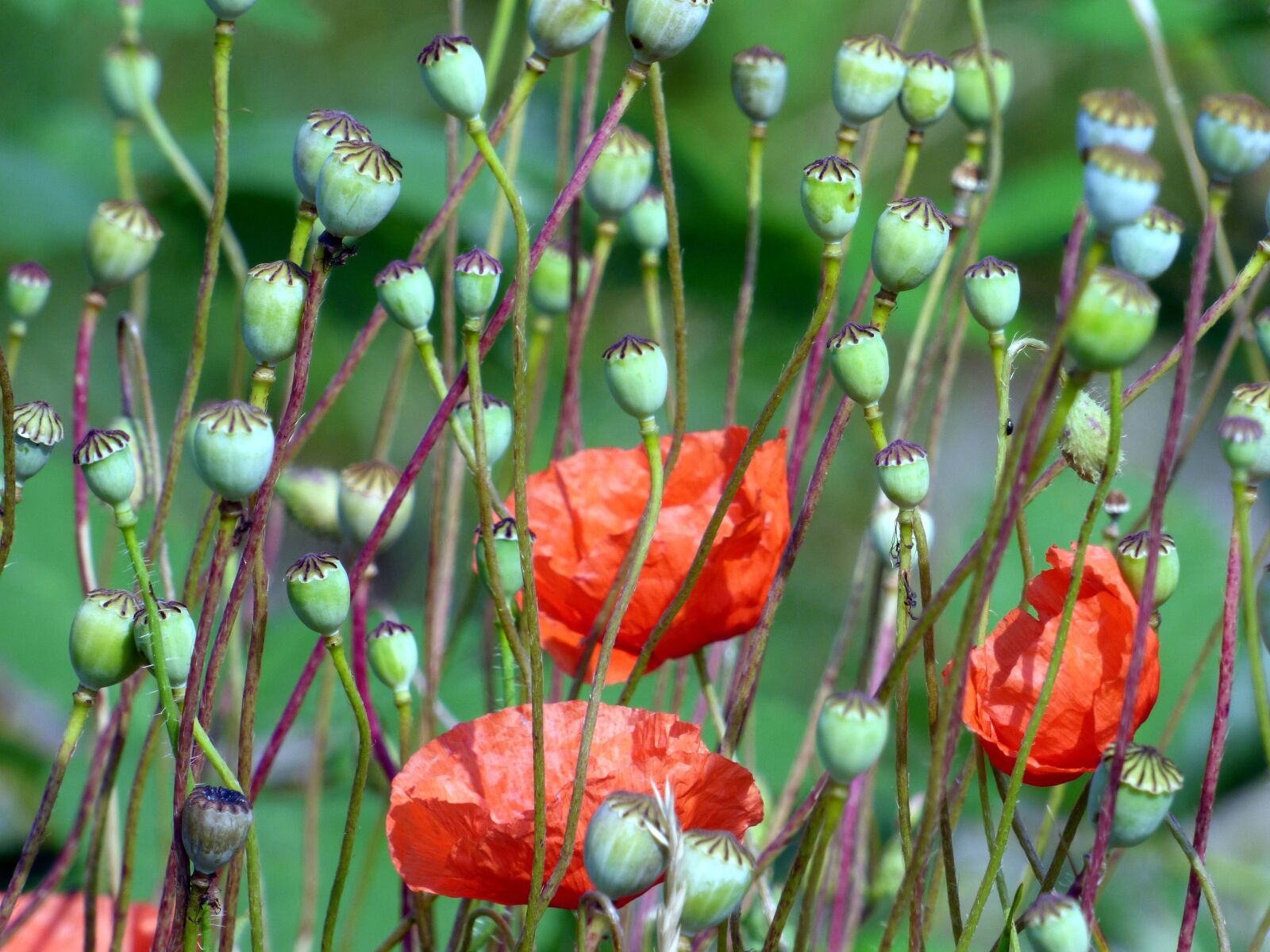 Panasonic DMC-FZ72 sample photo. Poppies, flowers, poppy photography