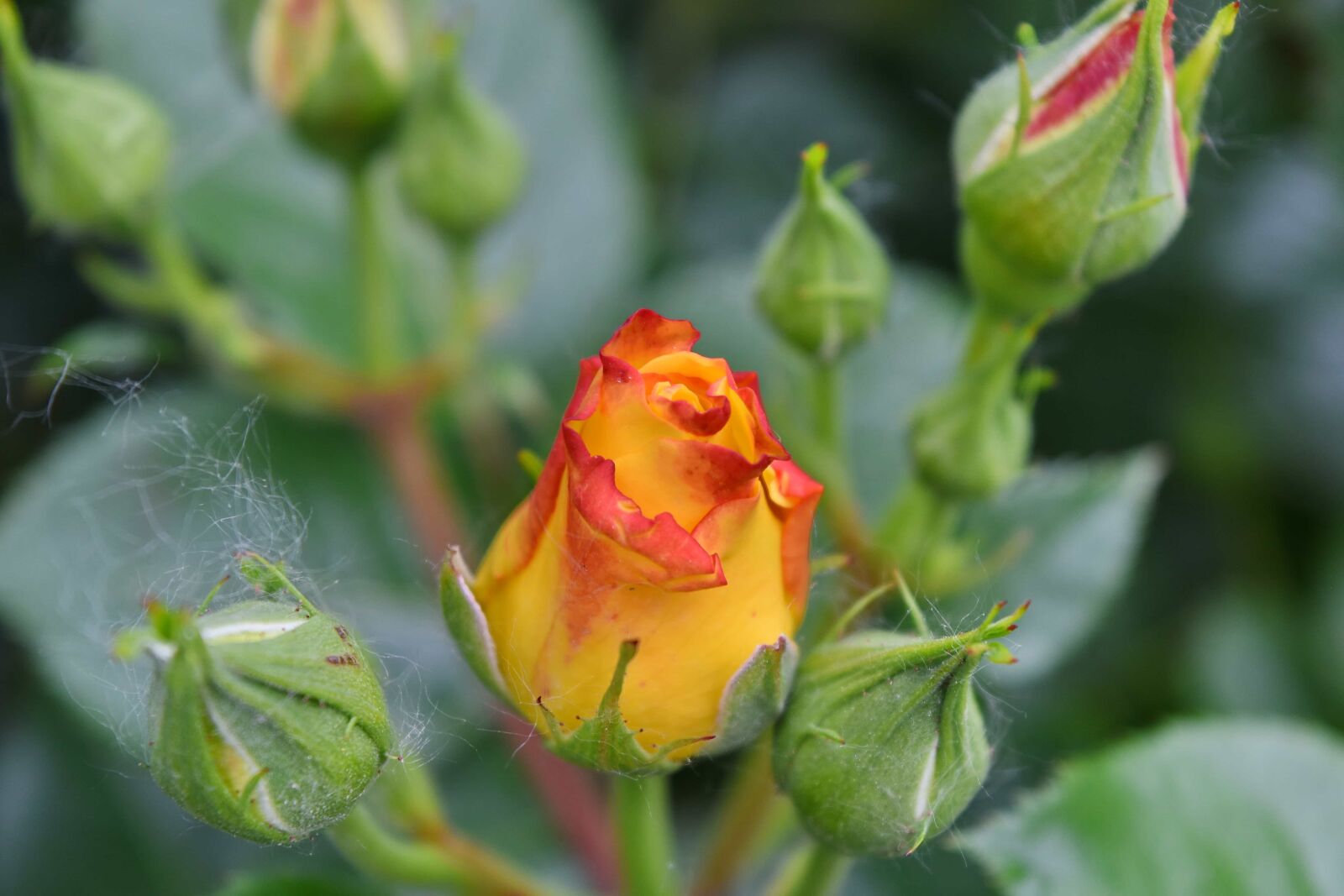 Nikon D5500 sample photo. Fair weather, flower garden photography