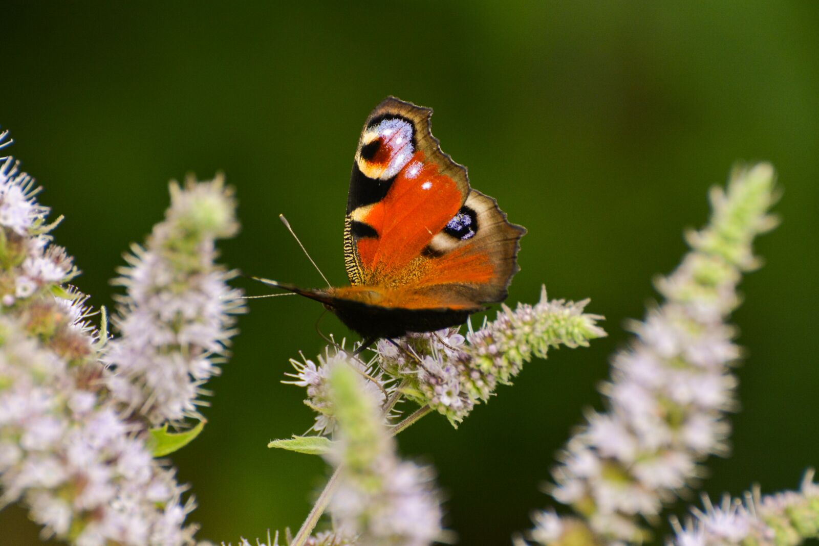 Nikon D5200 sample photo. Nature, insect, living nature photography