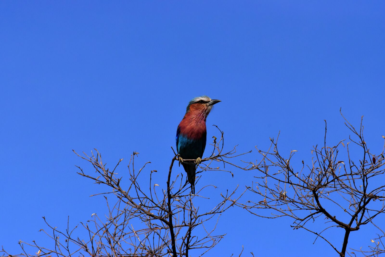 Nikon D5500 sample photo. Wildlife, birds, jungle photography