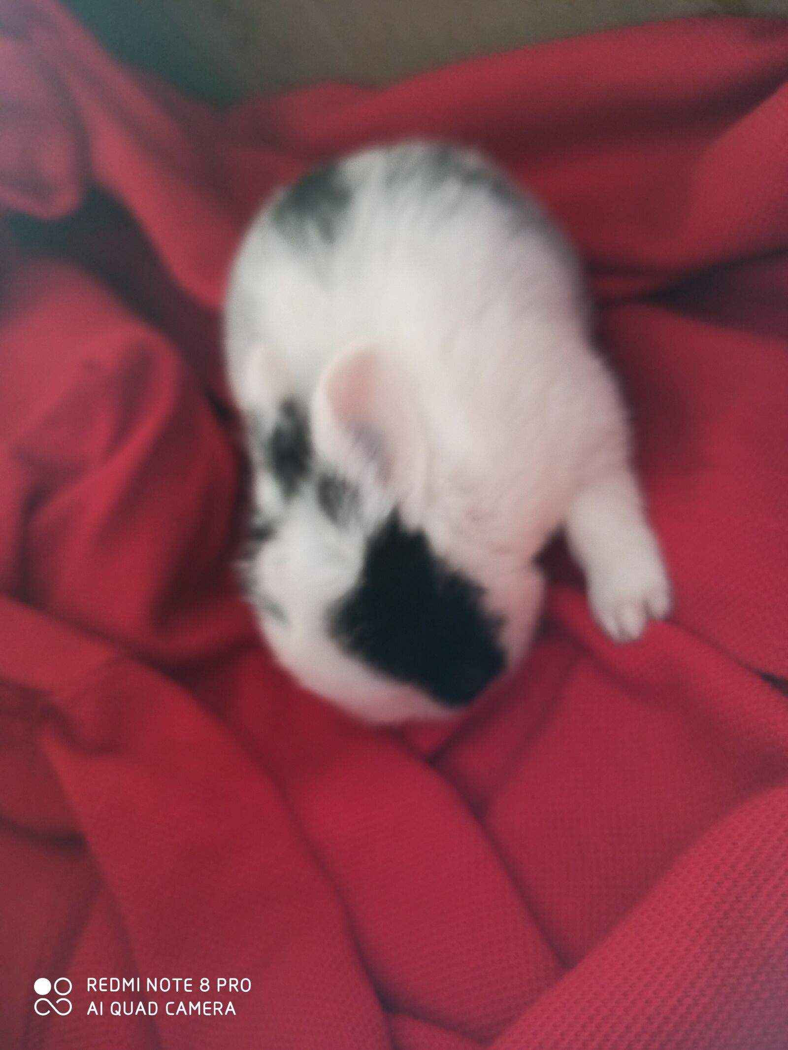 Xiaomi Redmi Note 8 Pro sample photo. Rabbit, cute, india photography