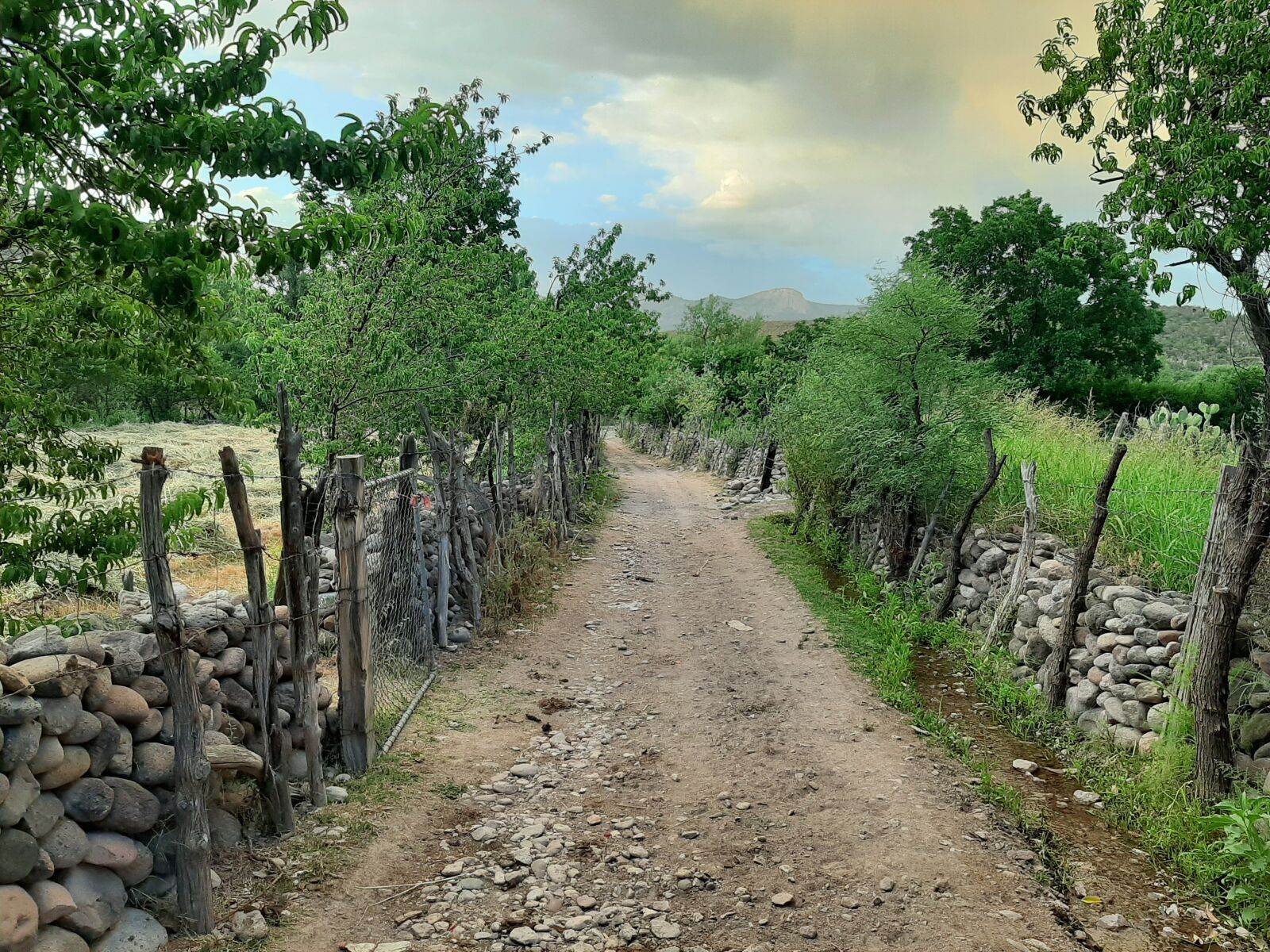 Samsung Galaxy A50 sample photo. Roads, green, alley photography
