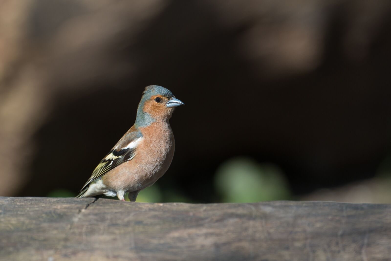 Nikon D800 sample photo. Chaffinch, bird, fringilla coelebs photography