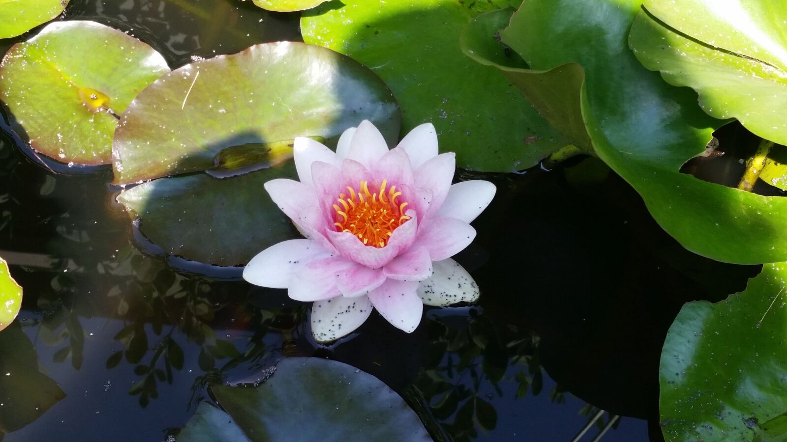 Samsung Galaxy S5 sample photo. Water lily, flower, water photography