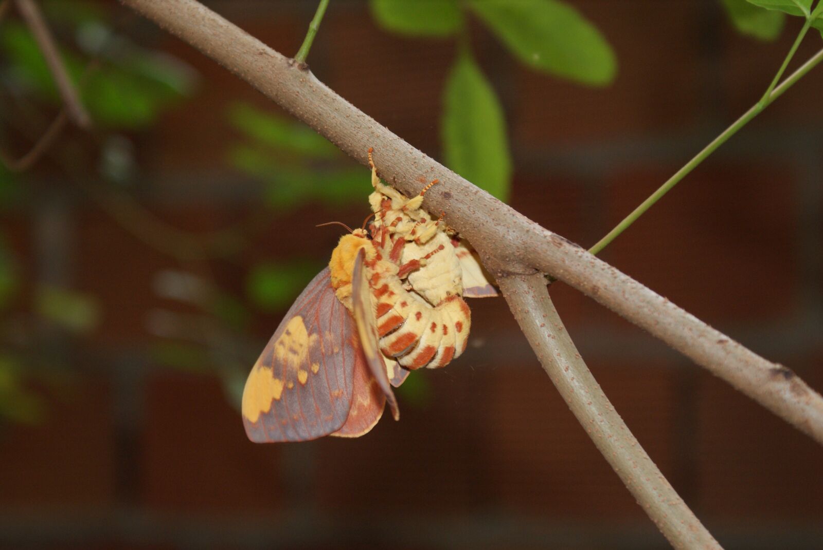 Sony Alpha DSLR-A200 sample photo. Mariposa, mating, casal photography