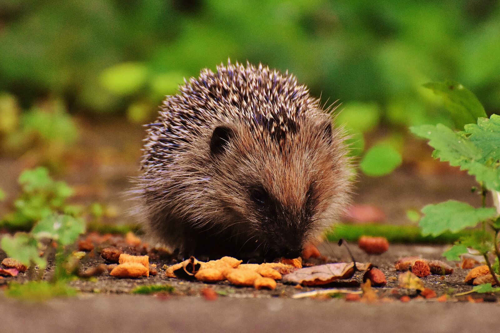 Nikon D7200 sample photo. Hedgehog child, young hedgehog photography