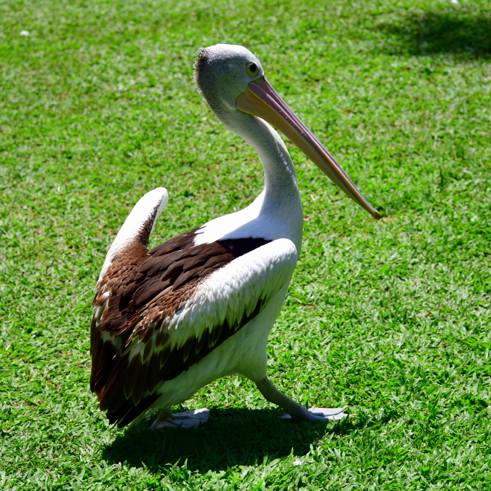Nikon D850 sample photo. Pelican, beak, bird photography