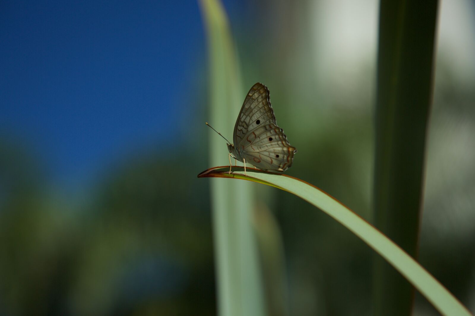 Canon EF 24-105mm F4L IS USM sample photo. Butterfly, beautiful, beauty photography