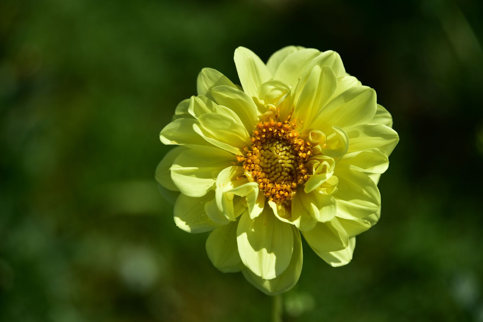 Nikon D750 sample photo. Dahlia, yellow, flower photography
