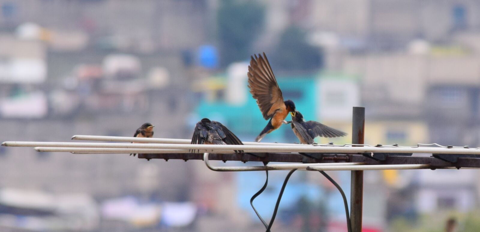 Nikon D3300 sample photo. Wild life, animals, wild photography
