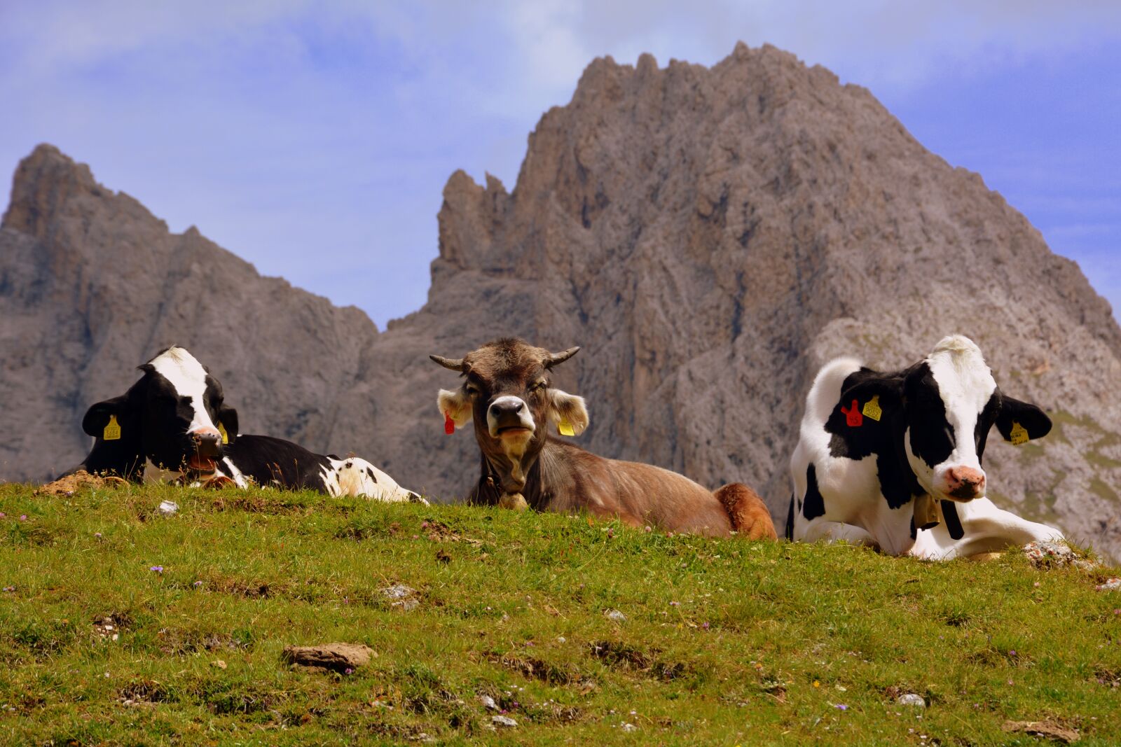 Nikon D7100 sample photo. Cow, pasture, rest photography